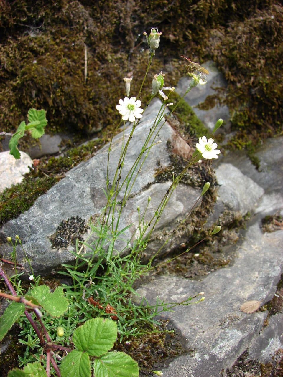 Silene saxifraga 14