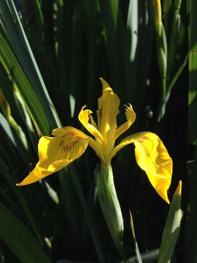 Sumpf-Schwertlilie 9