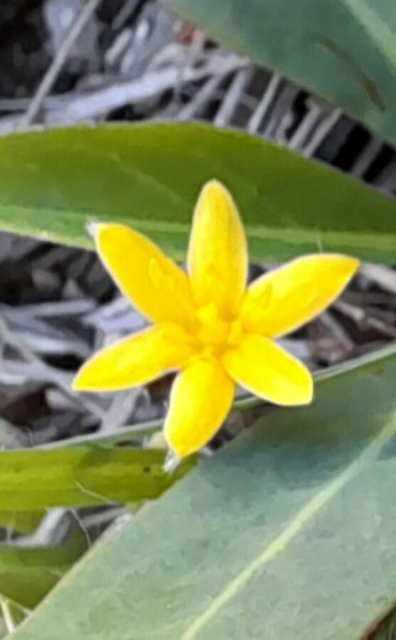 Hypoxis 2