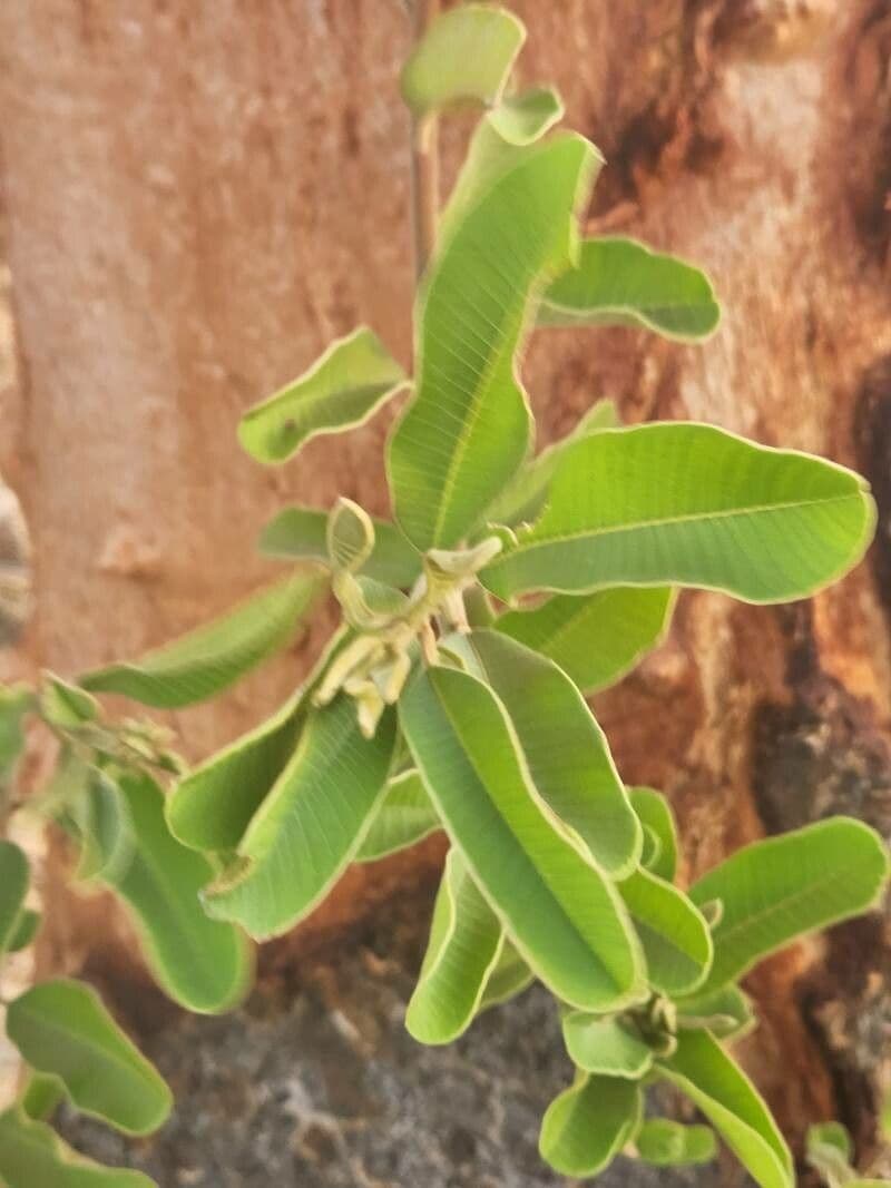 Ozoroa insignis 12