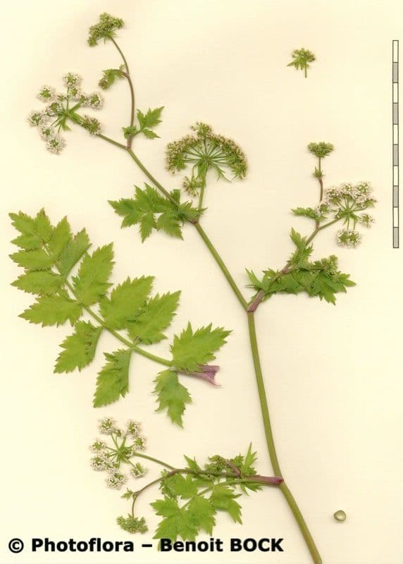 Berula 28