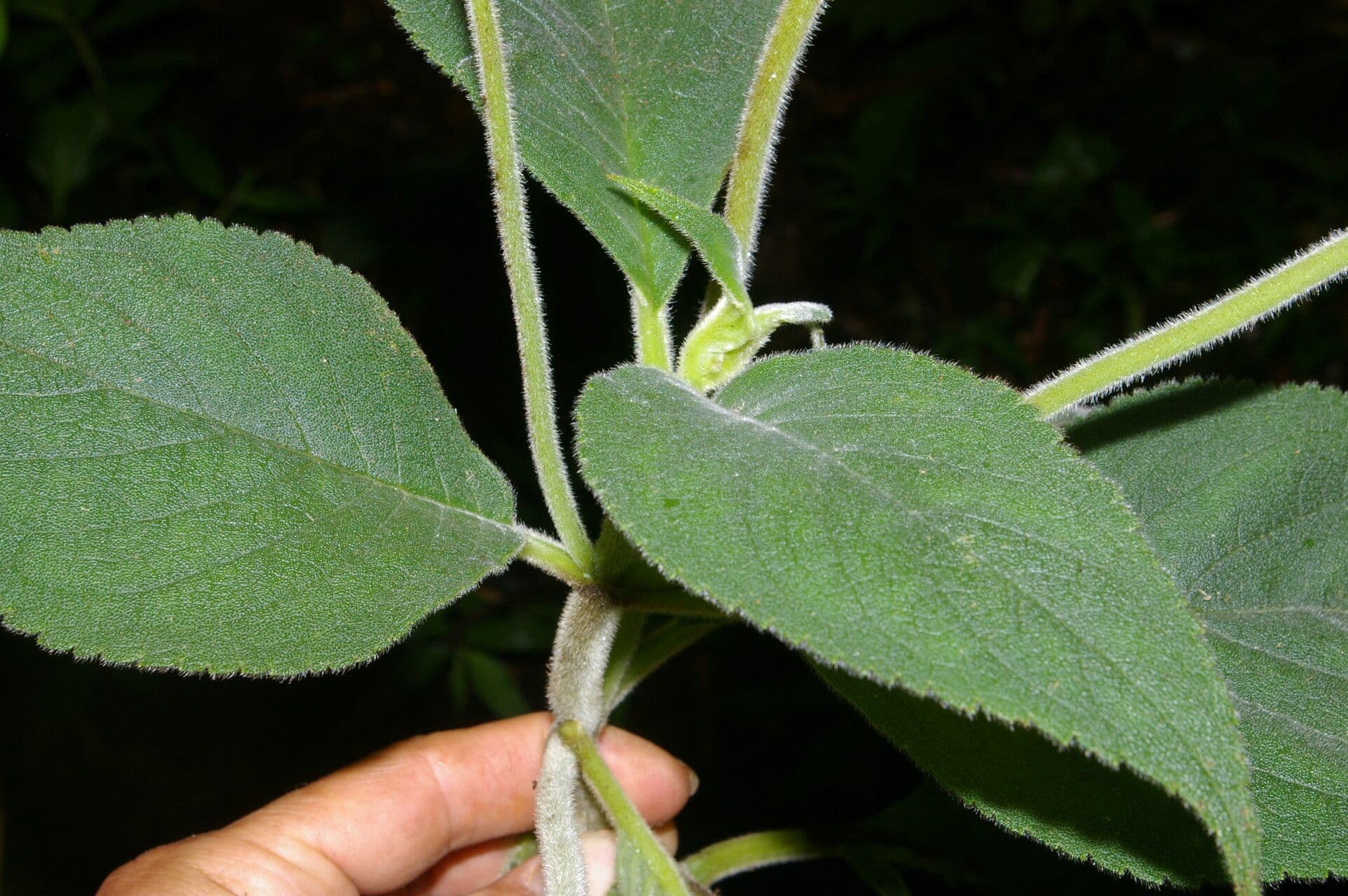 Kohleria 7