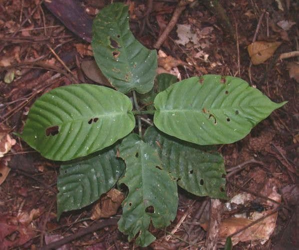 Psychotria 17