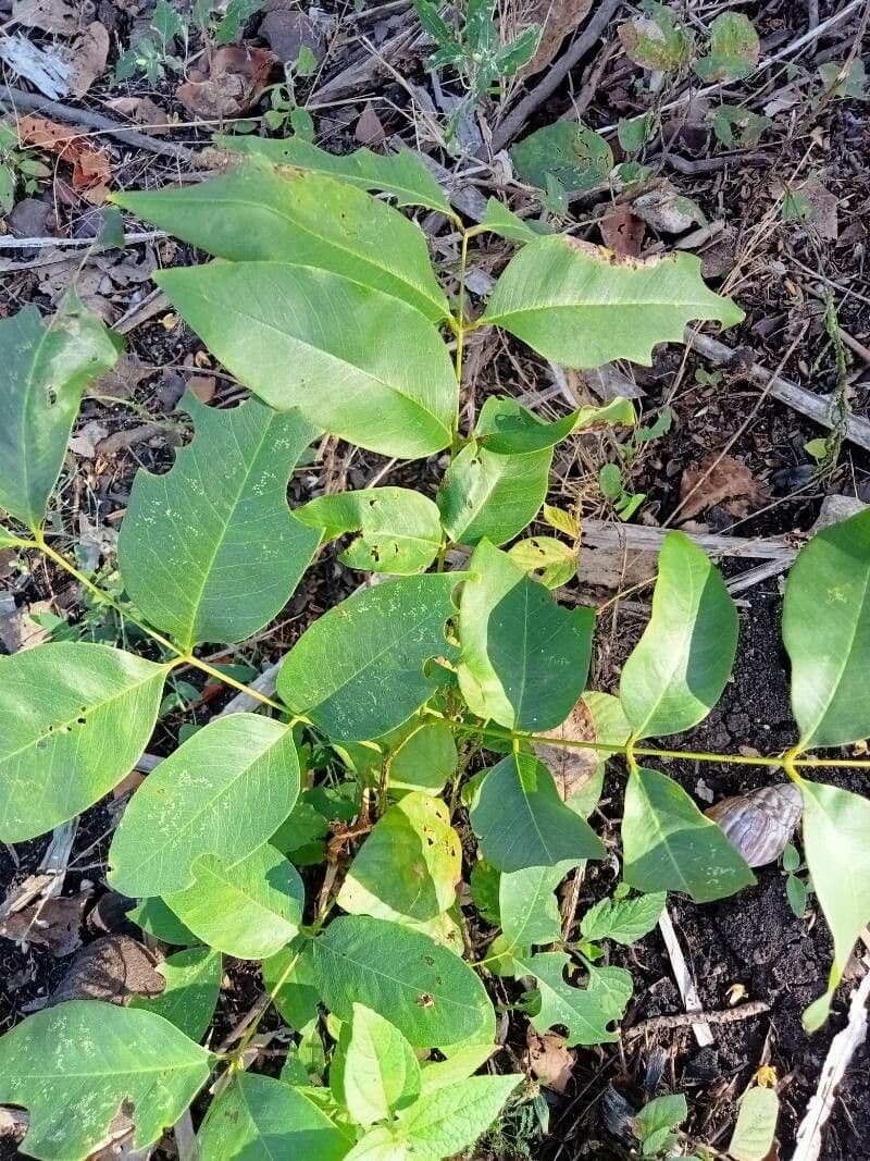 Piscidia piscipula 10