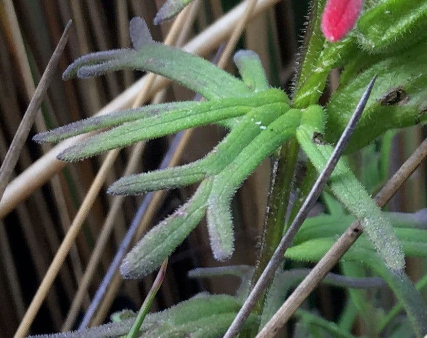 Prestup západný 12