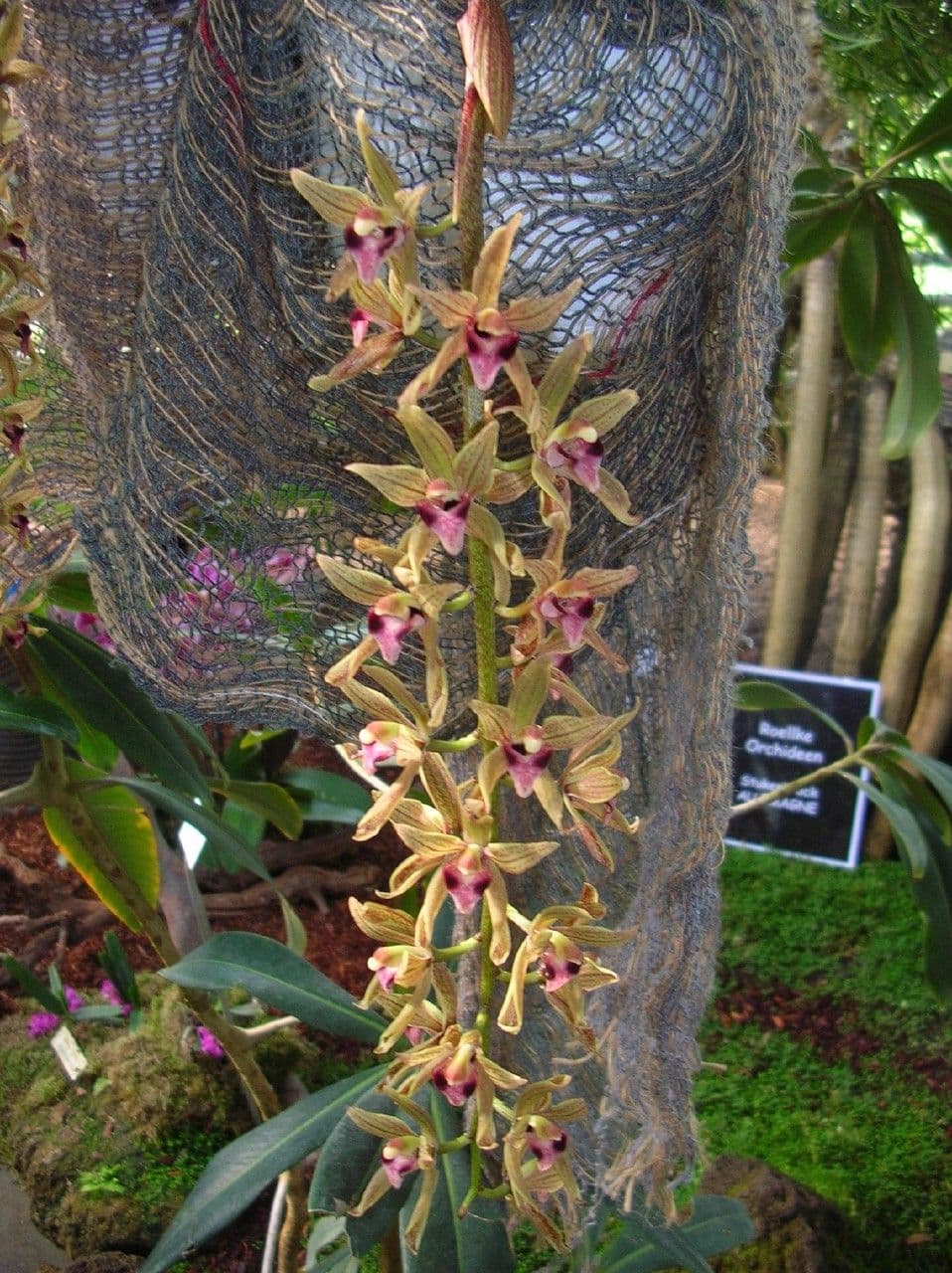 Cymbidium 10