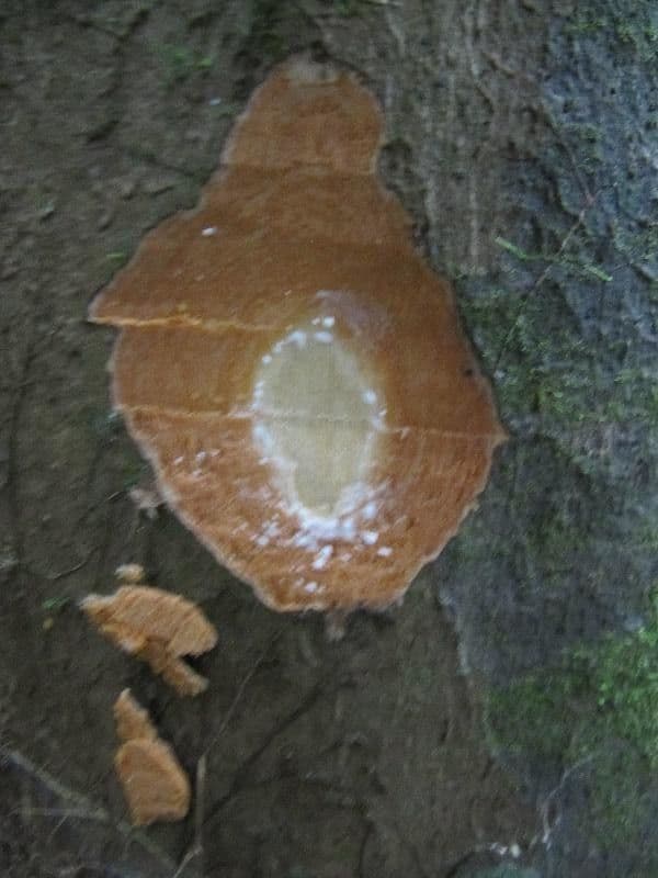 Micrandra 9