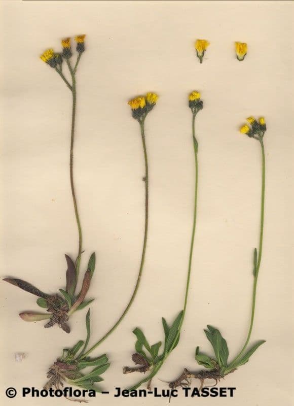 Pilosella corymbuloides 8