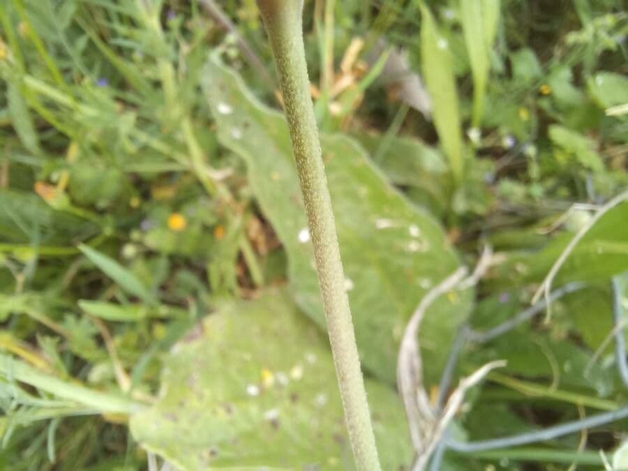 Silene 21