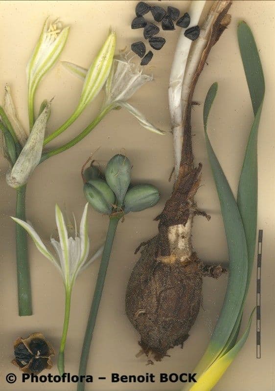 Pankracjum nadmorskie 28