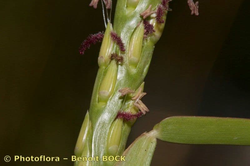 Erba pimento