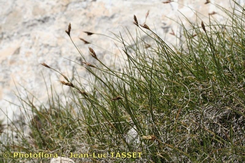 Carex mucronata 13