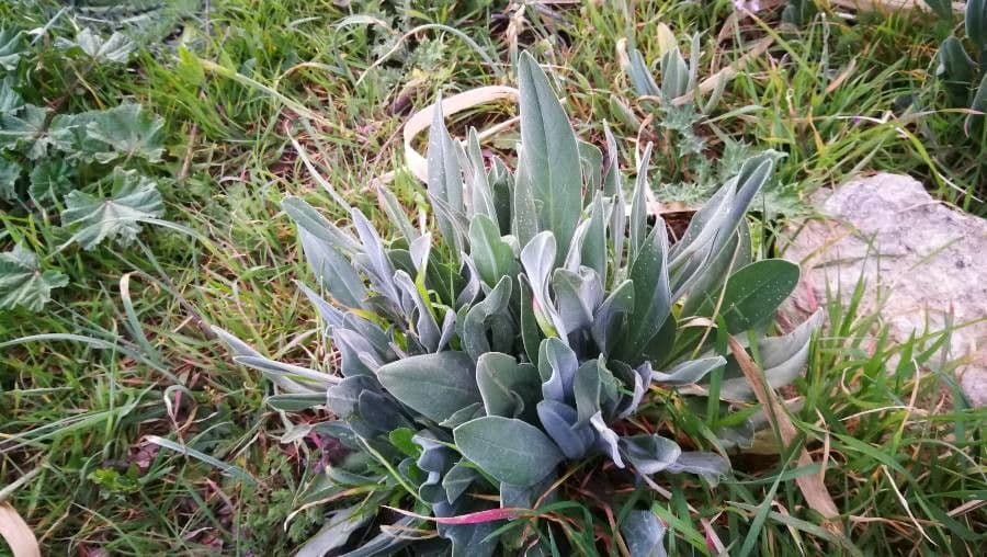Cynoglossum dioscoridis 15