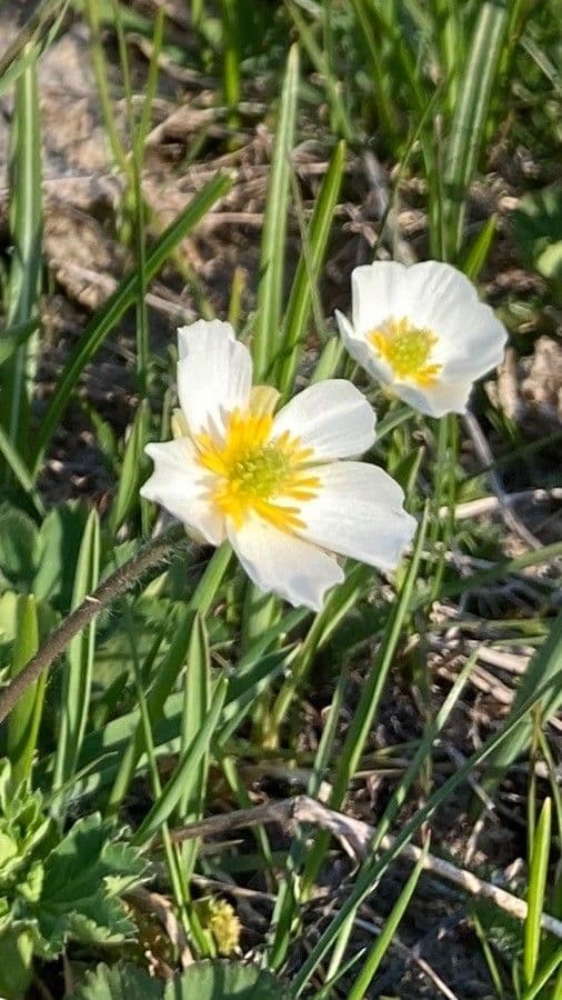 Jaskier Küpfera 9