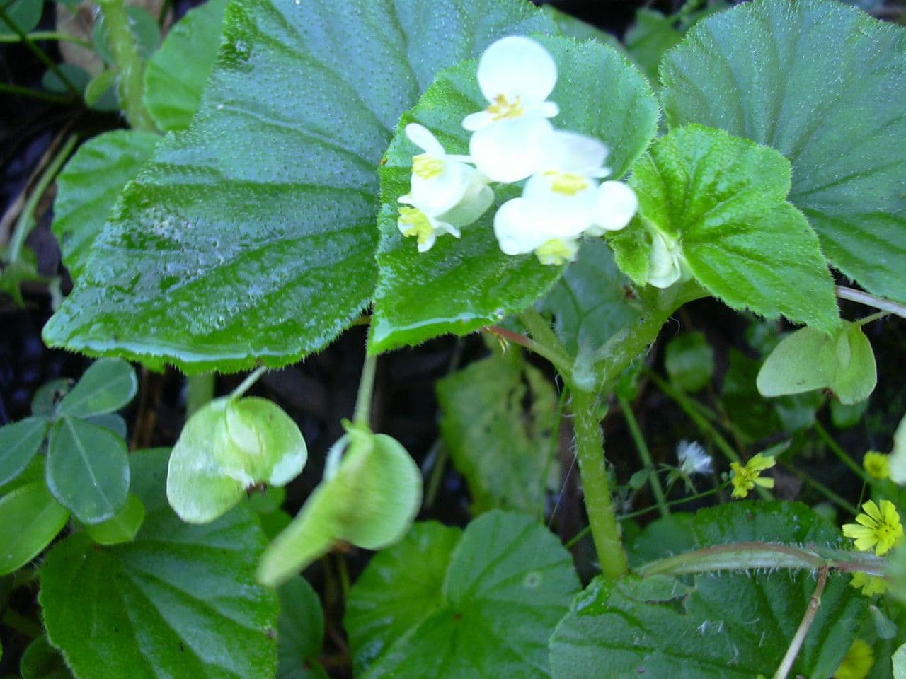 Begonia 10