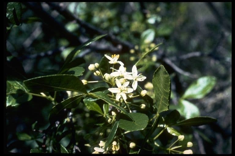 Ptelea crenulata 12