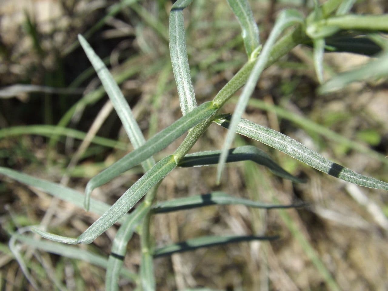 Lithospermum incisum 14