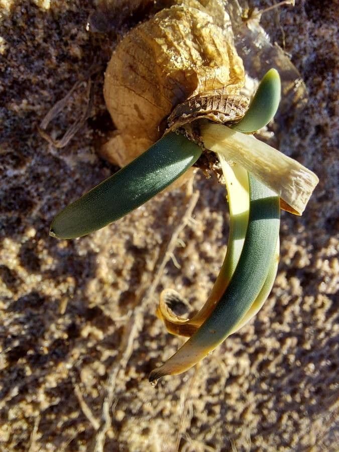 Pankracjum nadmorskie 19