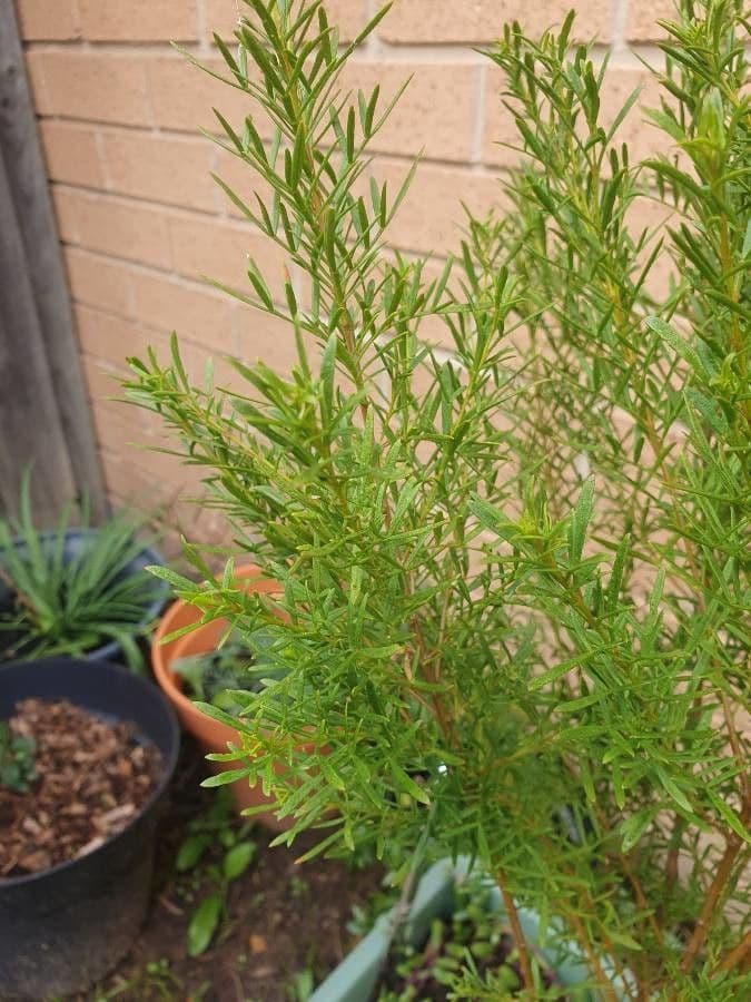 Boronia 11