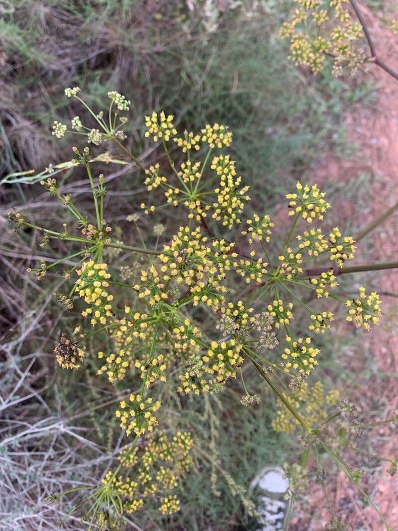 Peucedano 9