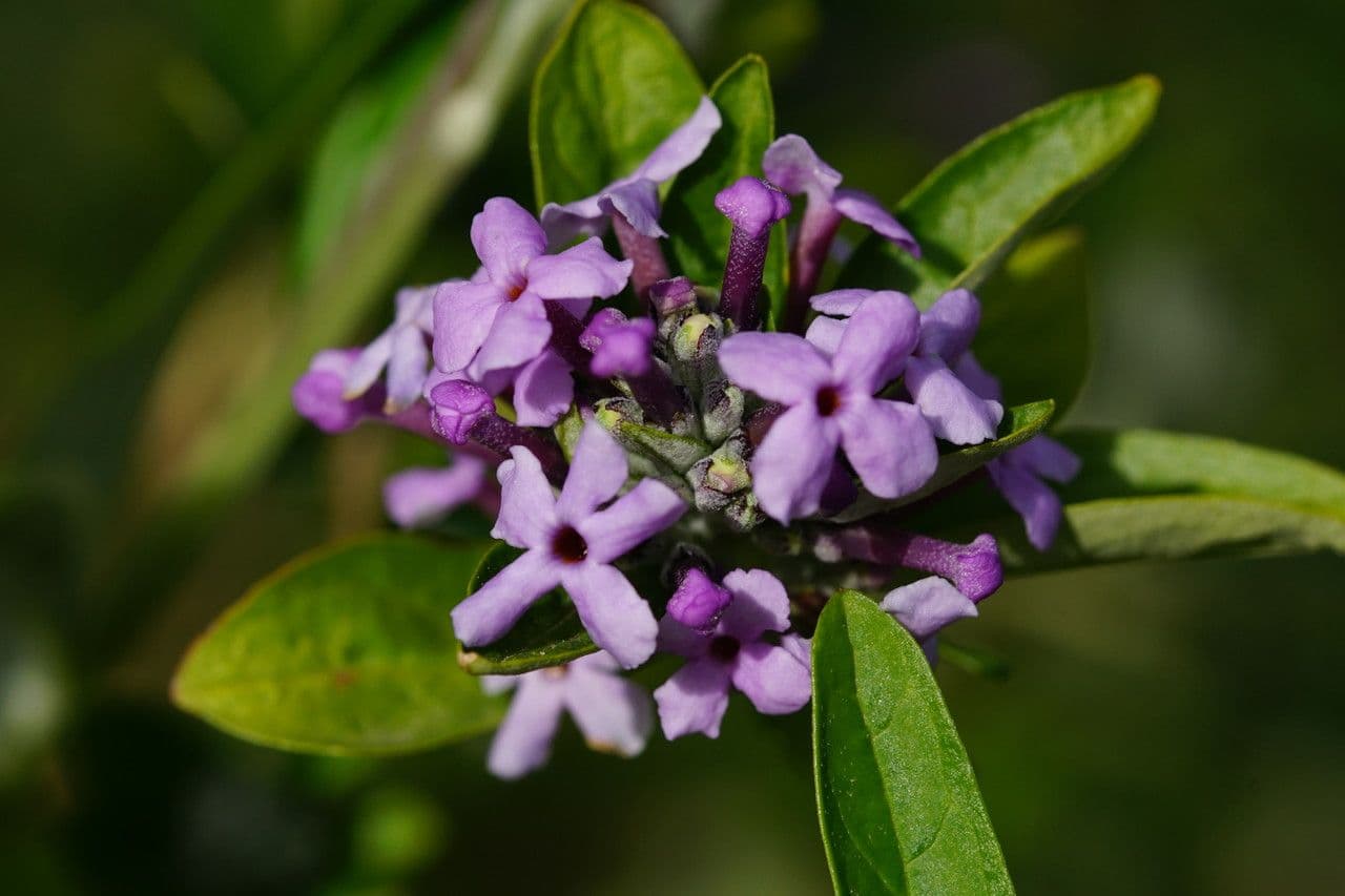 Buddleja 2