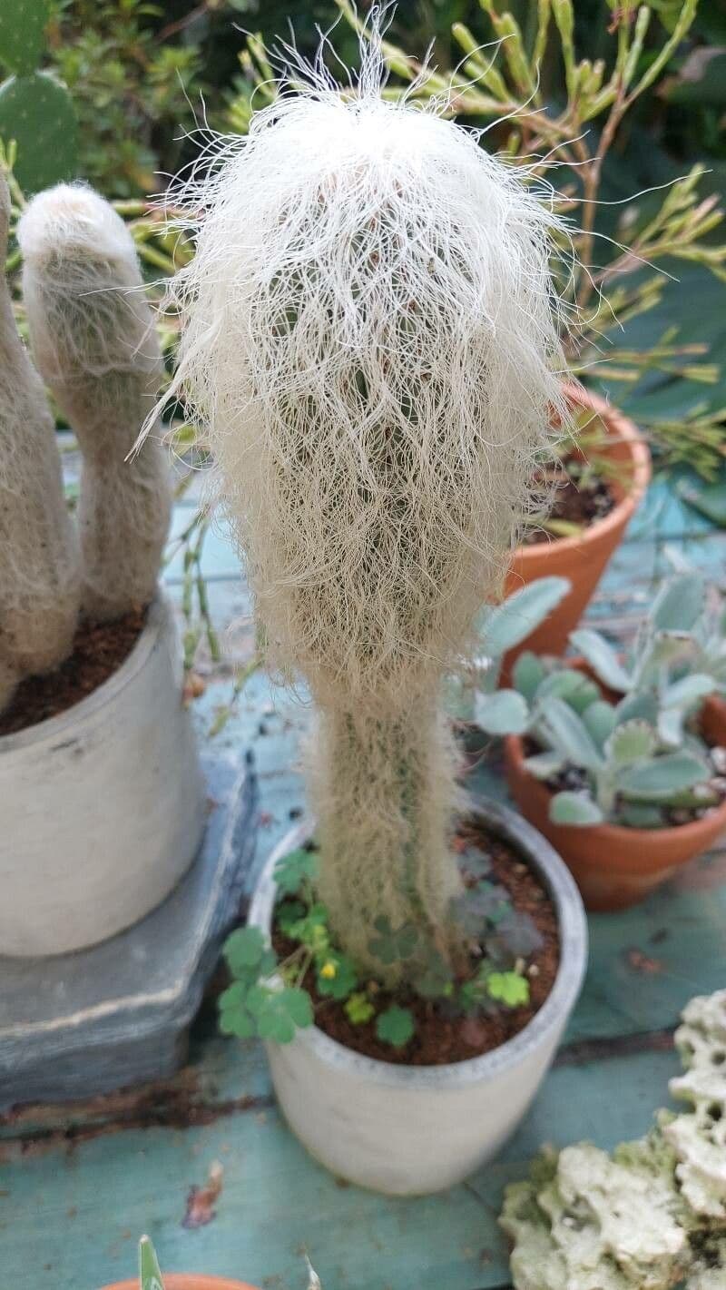 Espostoa lanata