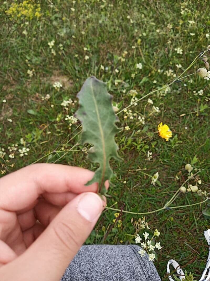Stinkender Pippau 24