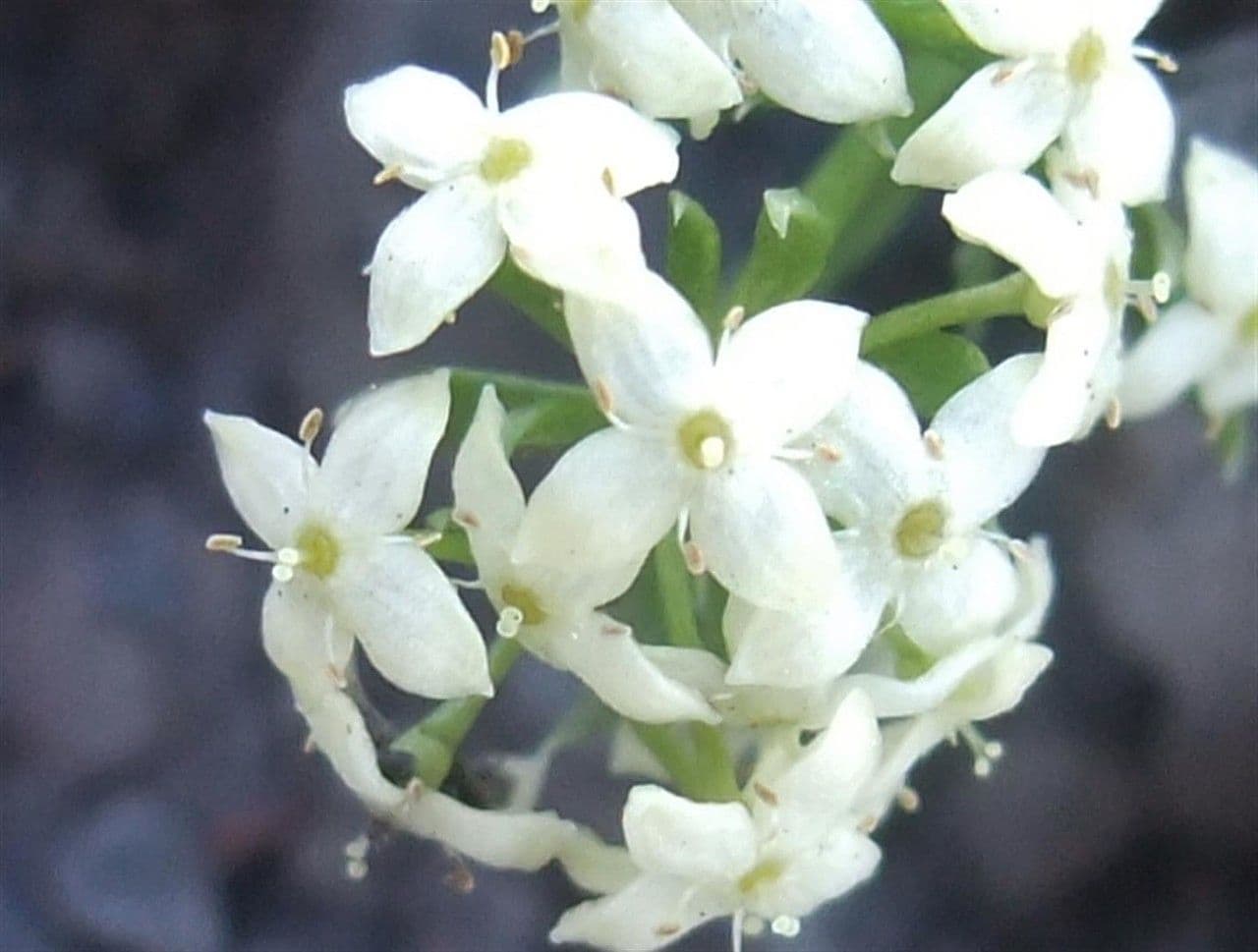 Großsamiges Galium 2