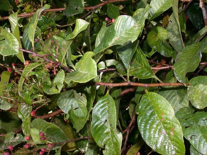 Davilla 18