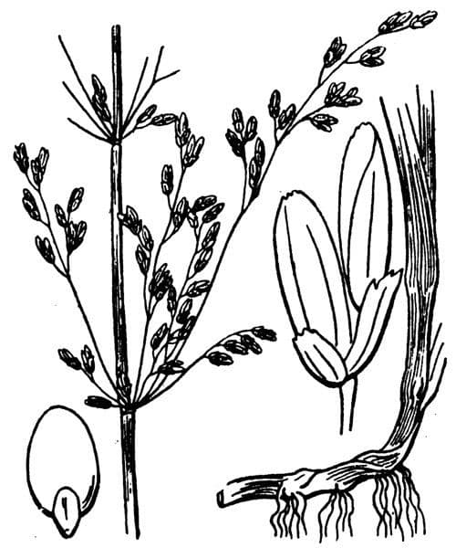 Quellgras 26