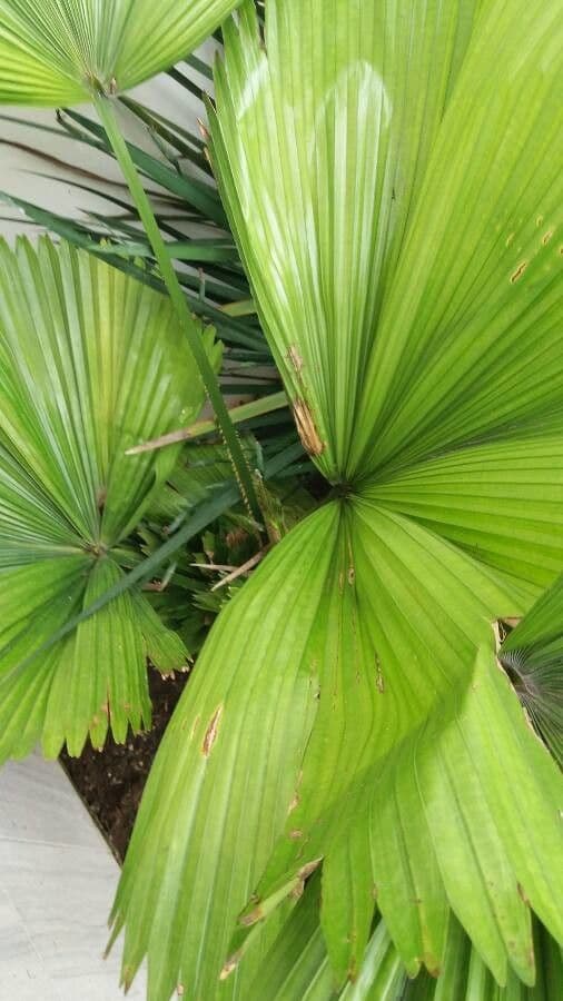 Palma a ventaglio di Vanuatu 10
