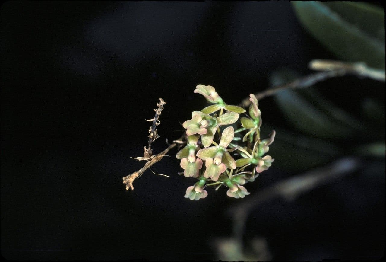 Epidendrum 2