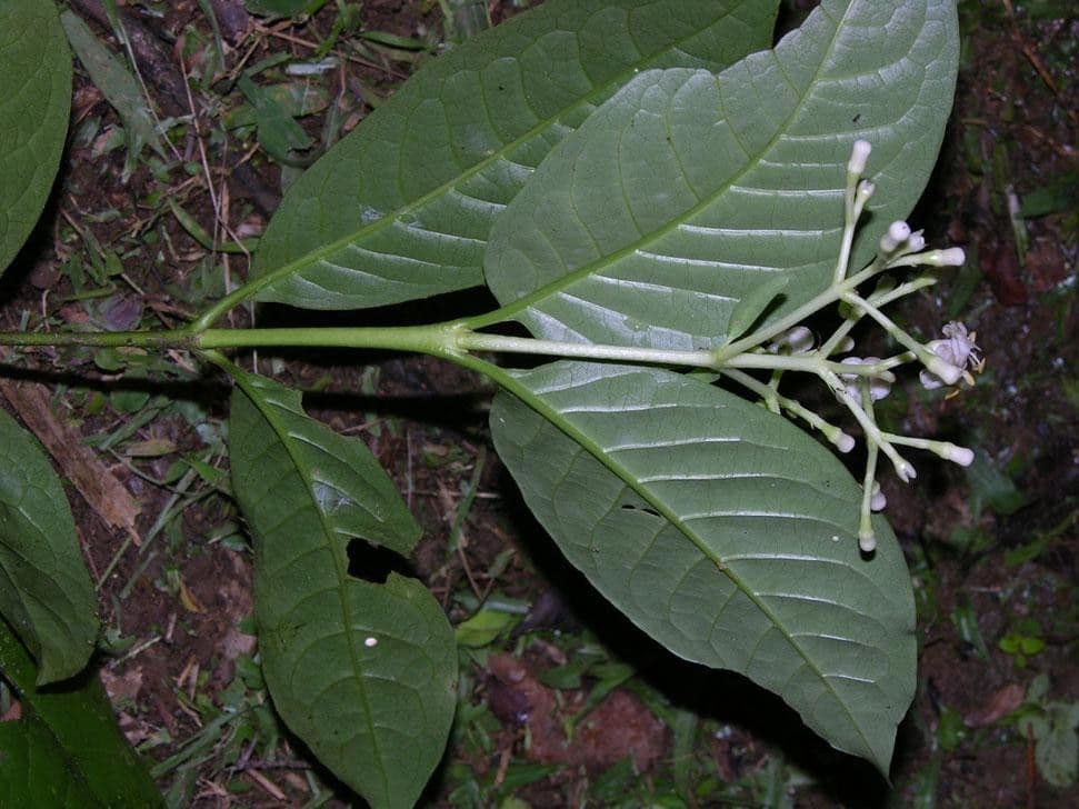 Chione venosa 14