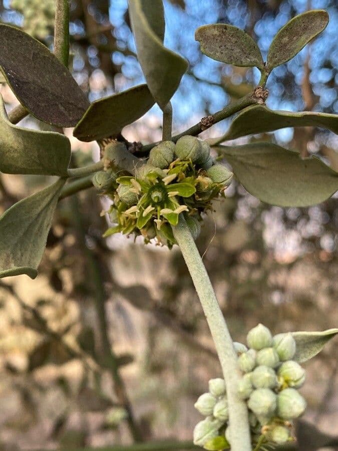 Dattier du désert 8