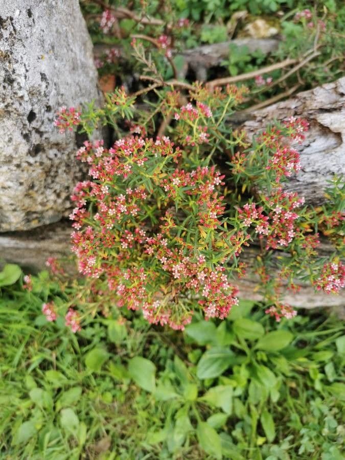 Crassula 4