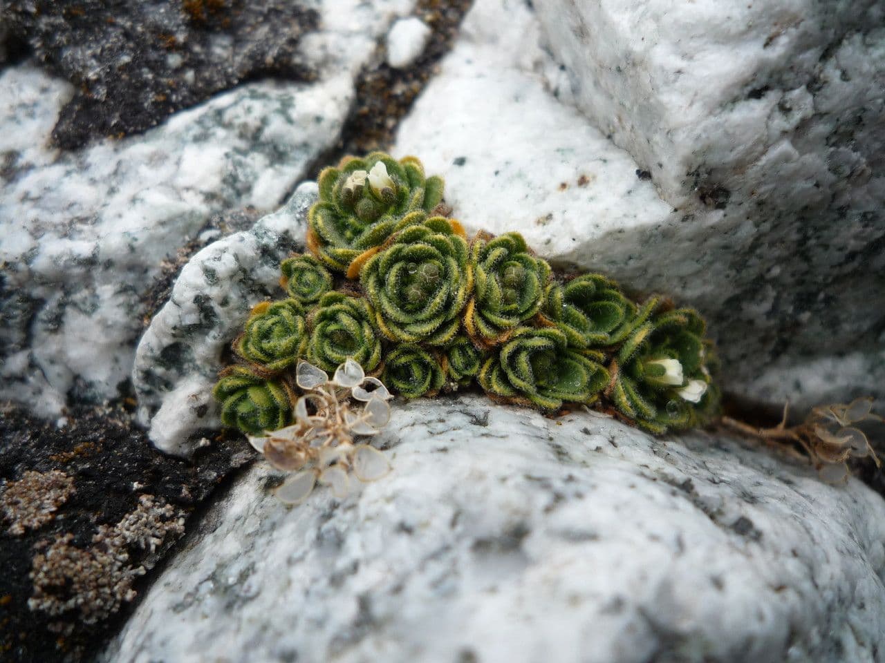 Draba