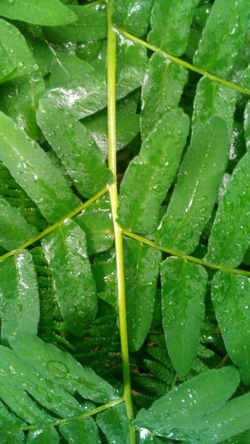 Długosz królewski 23