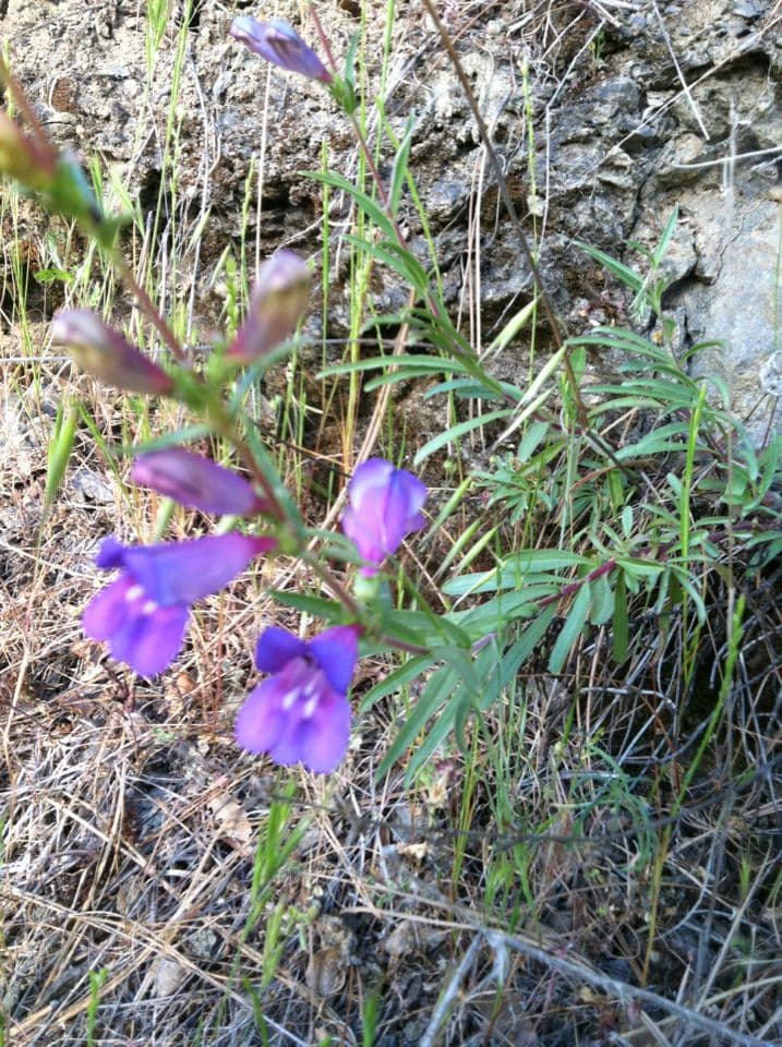 Penstemon eterofillo 9