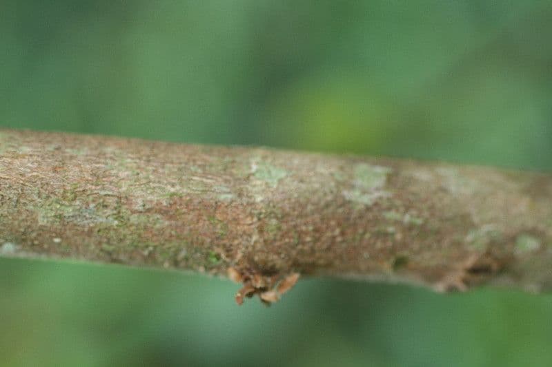 Bellucia grossularioide 23
