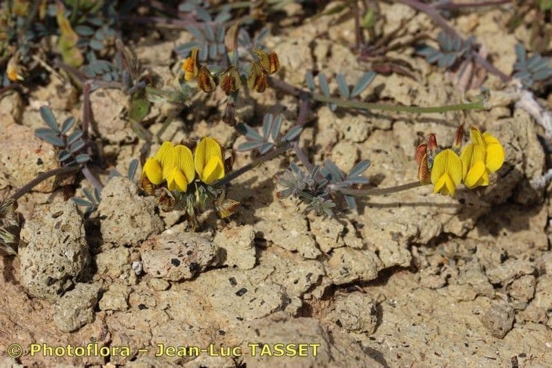 Hippocrepis 7