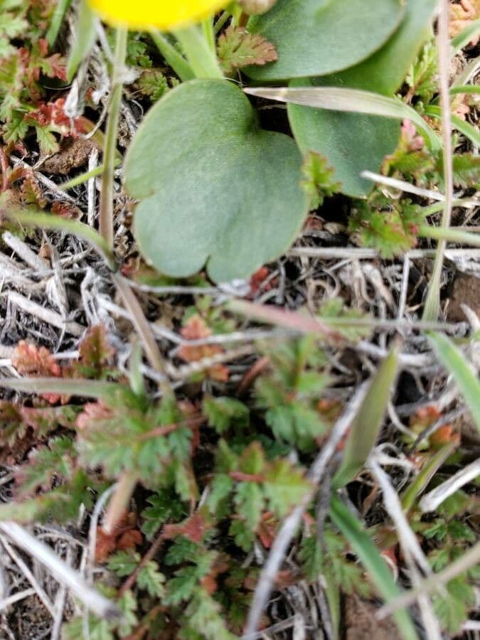 Ranunculus glaberrimus 13