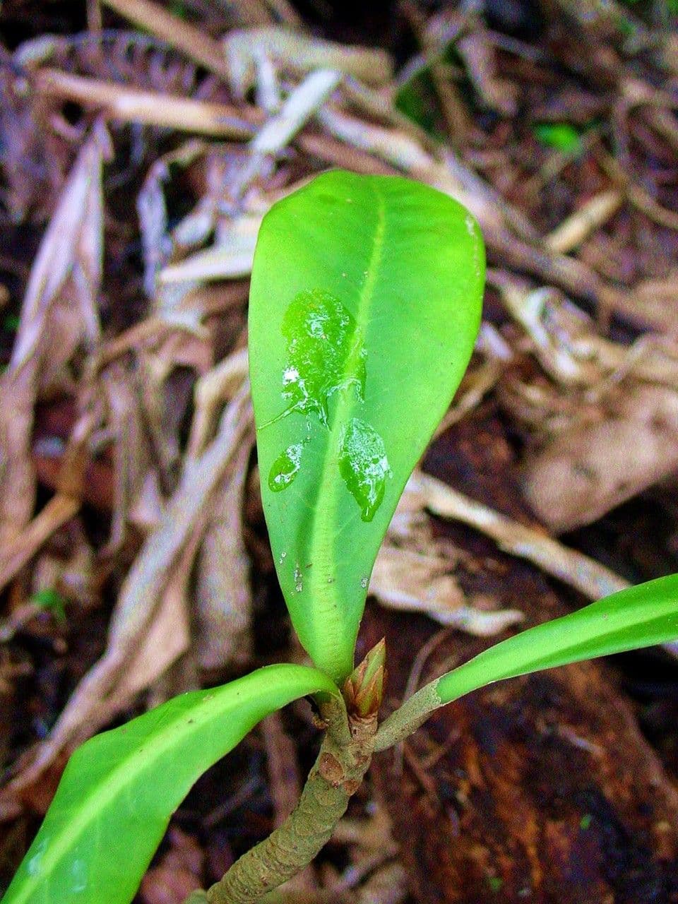 Badula 15