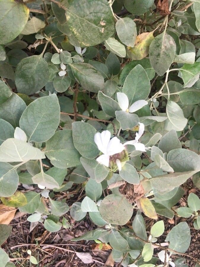 Barleria 4