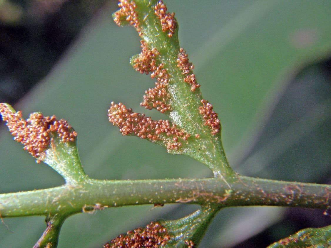 Polybotrya 6