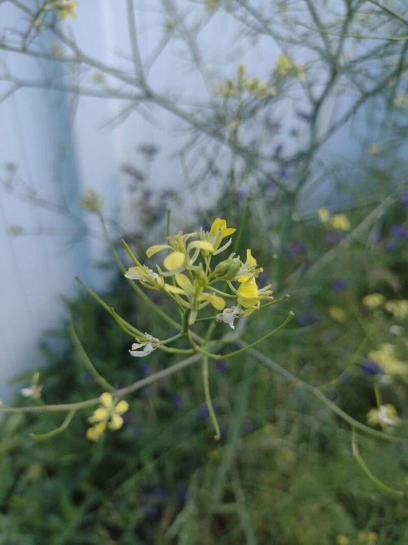 Erba cornacchia altissima 8
