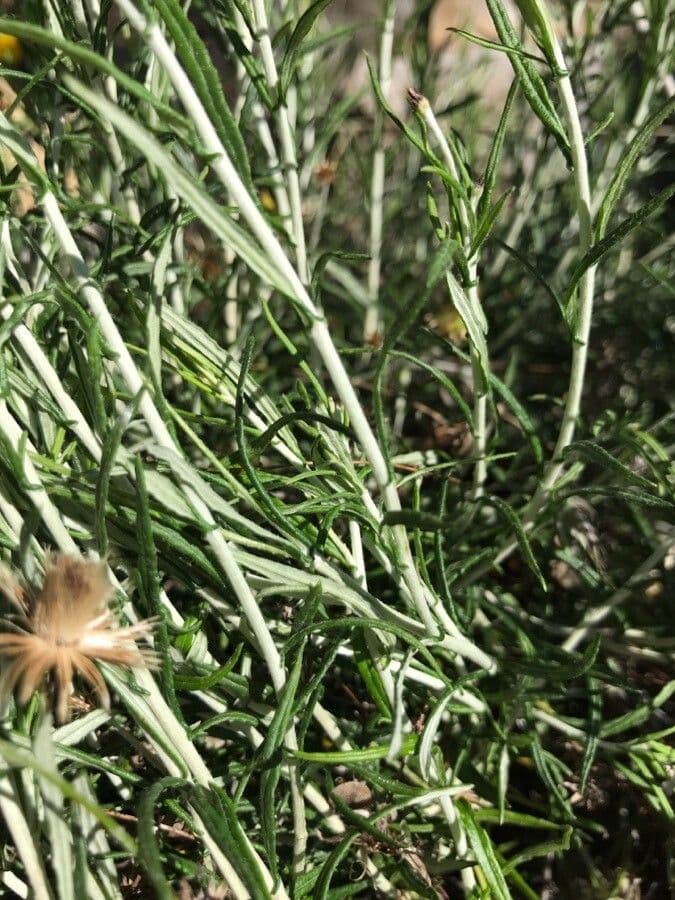 Felsen-Steinimmortelle 22