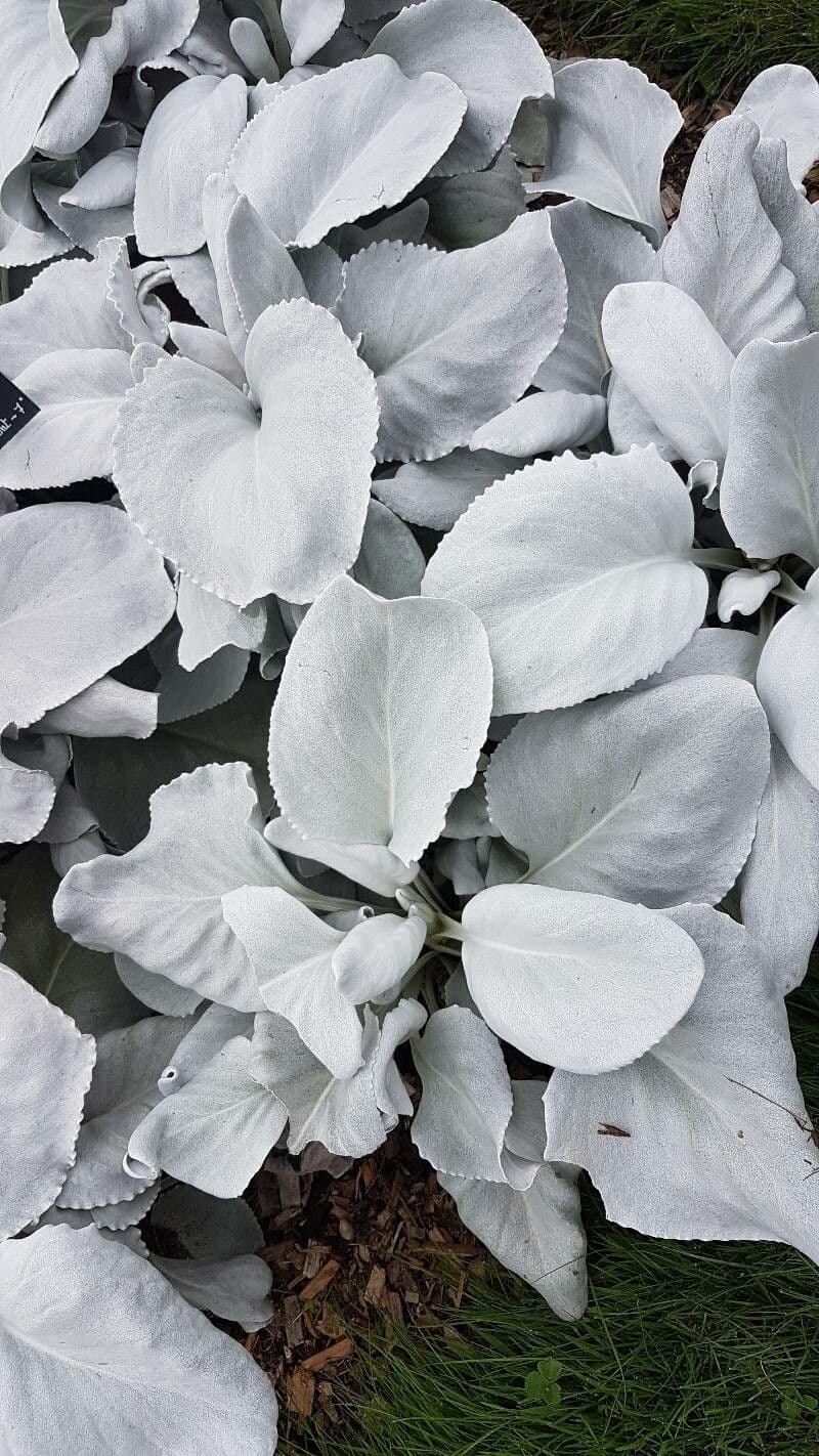 Senecio