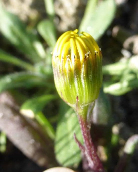 Senecio californiano 6