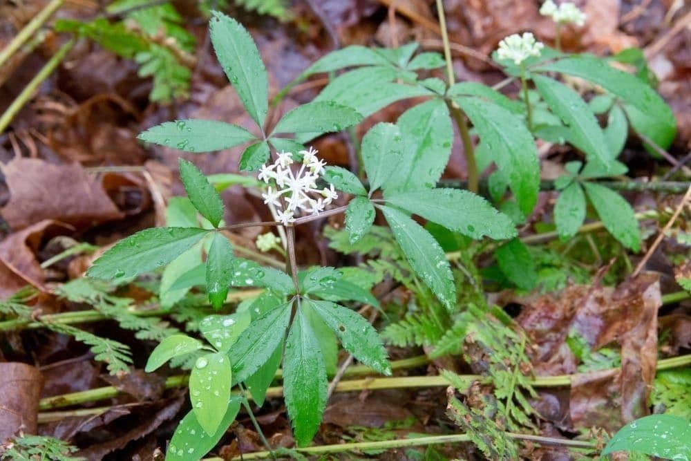 Panax trifolius 9
