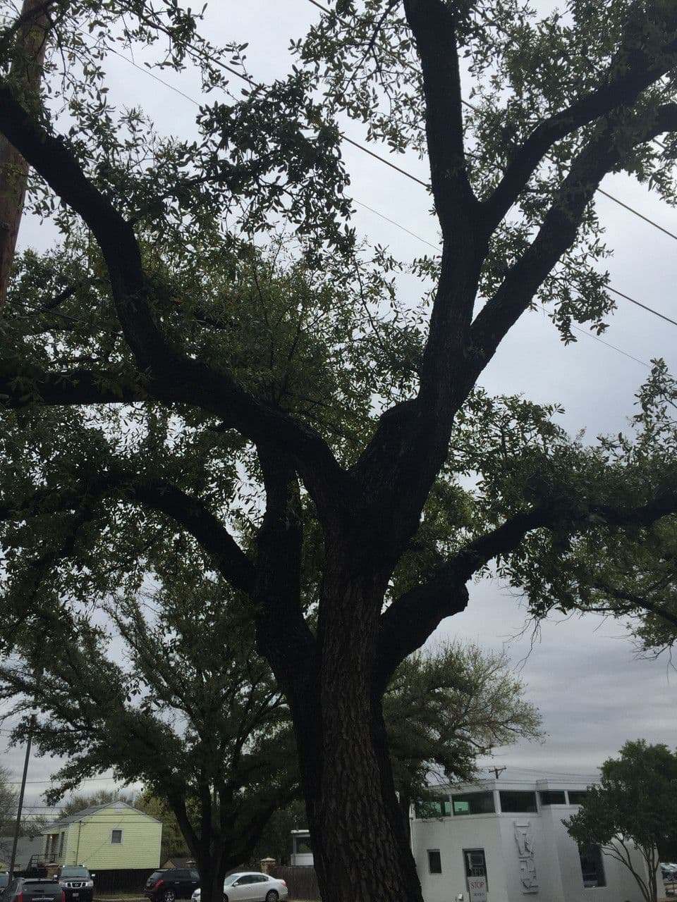 Texas-Eiche 10